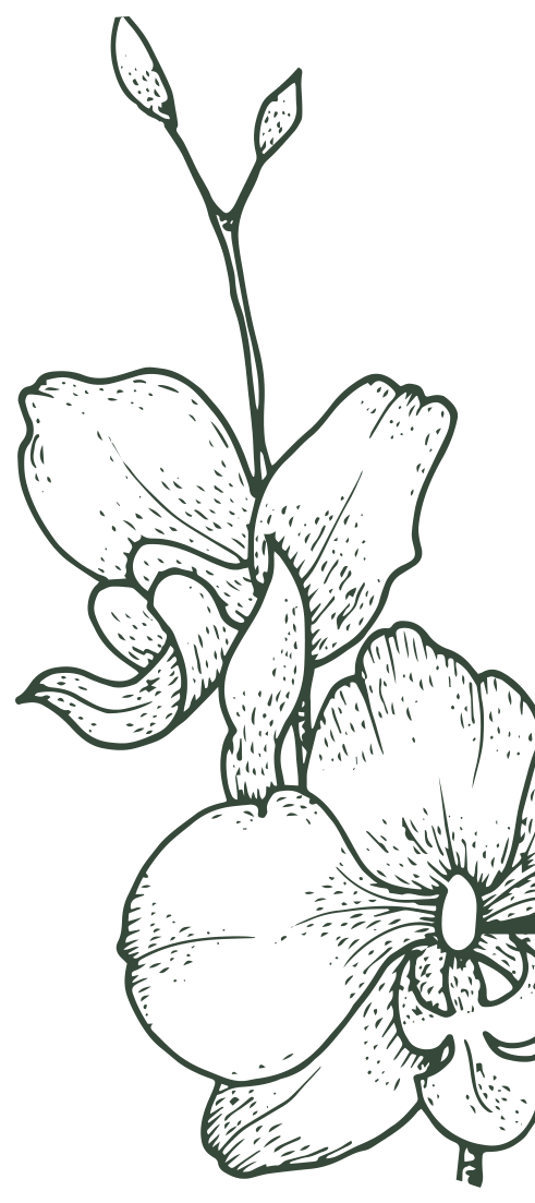 Ilustración de orquídea, motivo decorativo de Anara